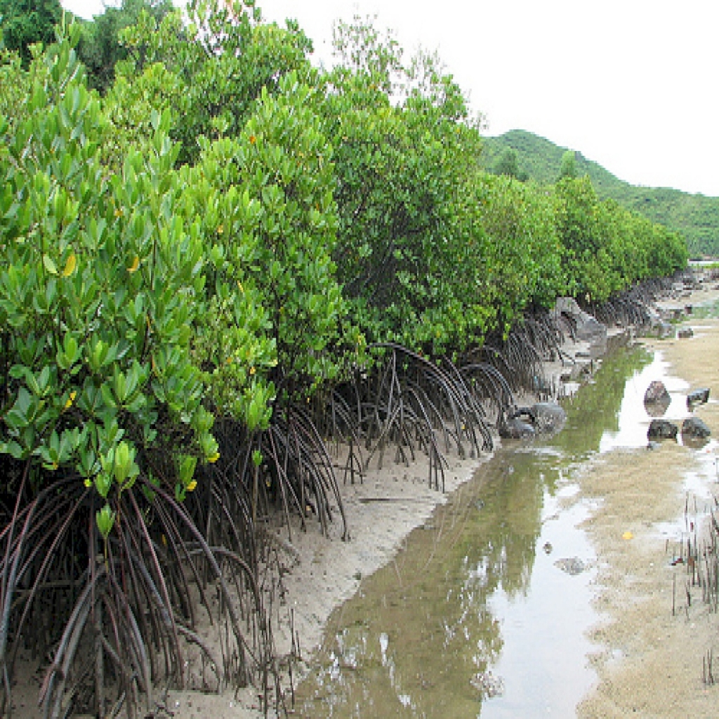 Développer les mangroves dans les zones côtières coûte 3 fois plus cher que les forêts terrestres